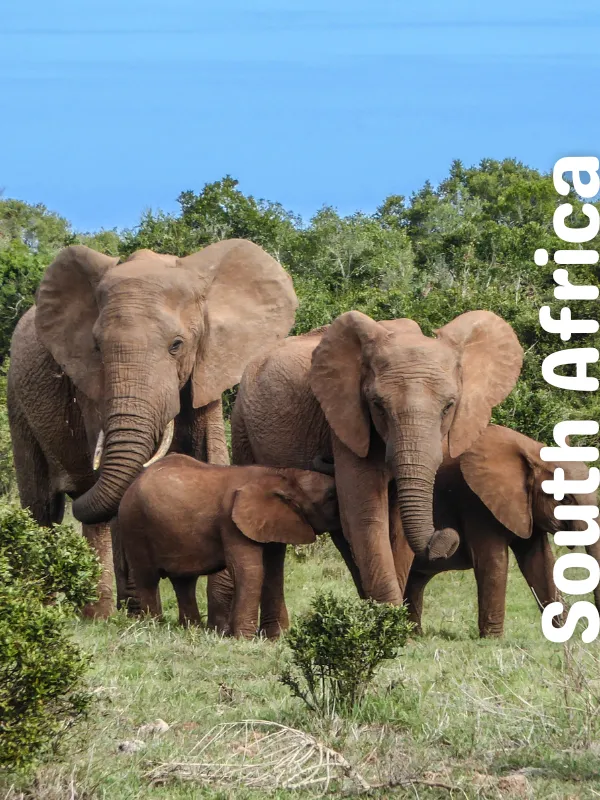 Feed the Elephants in the Signature Safari Adventure Tour
